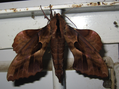 Phyllosphingia dissimilis