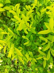 Ligustrum × vicaryi