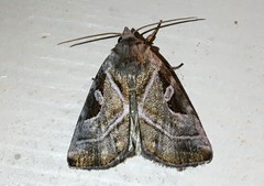 Eucarta virgo