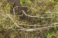 Puccinia striiformis