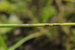 Puccinia striiformis