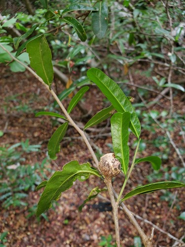 Physenaceae image