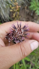 Saussurea baicalensis