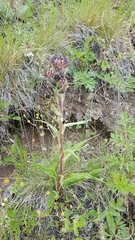 Saussurea baicalensis