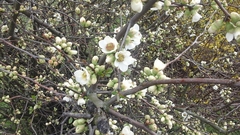 Rosaceae