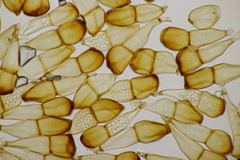 Puccinia striiformis