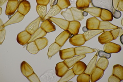 Puccinia striiformis