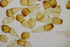 Puccinia striiformis