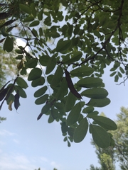 Robinia pseudoacacia