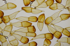 Puccinia striiformis