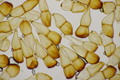 Puccinia striiformis