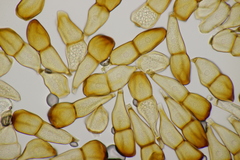 Puccinia striiformis