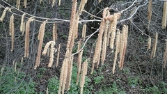 Corylus avellana