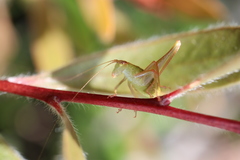 Phaneroptera gracilis