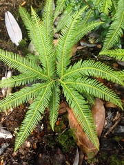 Sticherus quadripartitus