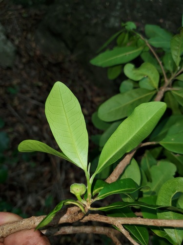 Turraea richardii image