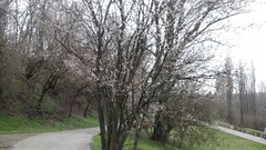 Prunus