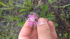 Centaurea jacea jacea