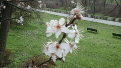 Prunus