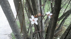 Prunus