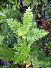 Weinmannia trichosperma