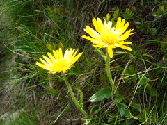 Doronicum clusii