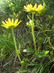 Doronicum clusii