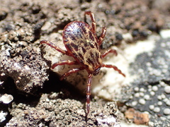 Dermacentor andersoni