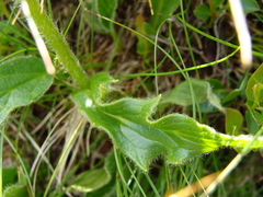 Doronicum clusii