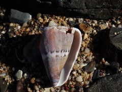 Conus capitaneus