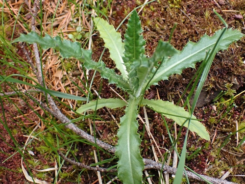 Dirvinė usnis nuotrauka