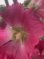 Alcea rosea