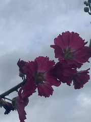 Alcea rosea