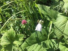 Codonopsis clematidea