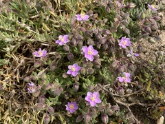 Spergularia rupicola