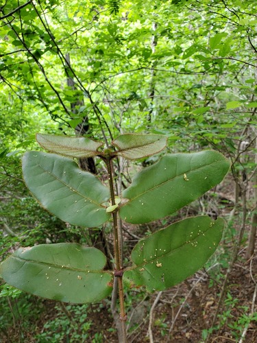 Peponidium horridum image