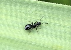 Dolichoderus taschenbergi