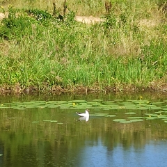Chroicocephalus ridibundus