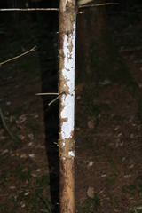 Exidiopsis calcea
