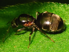 Lasius japonicus