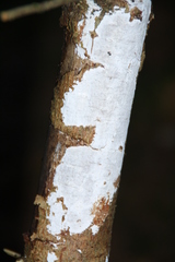 Exidiopsis calcea