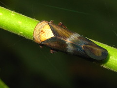 Drabescus conspicuus