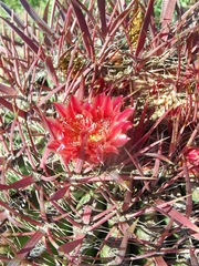 Ferocactus gracilis coloratus