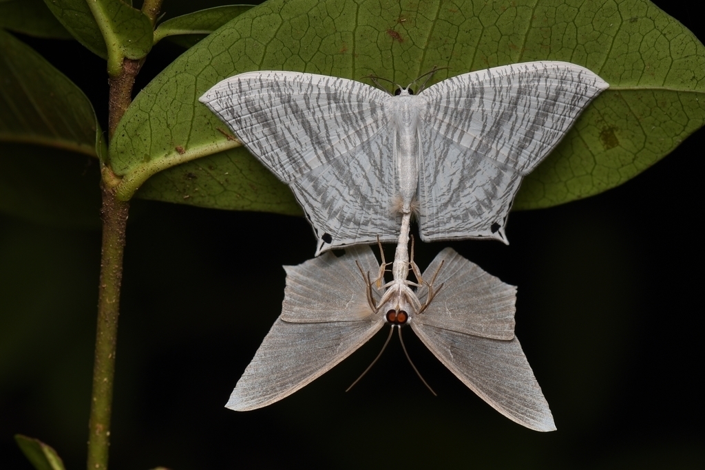 Grey Swallowtail Moth