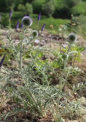 Echinops latifolius