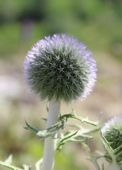 Echinops latifolius