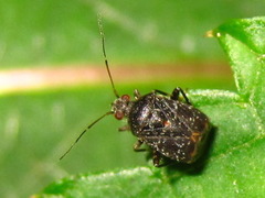 Charagochilus angusticollis