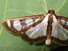 Glyphodes quadrimaculalis