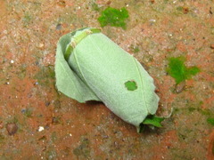 Cycnotrachelus cyanopterus