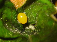 Cycnotrachelus cyanopterus